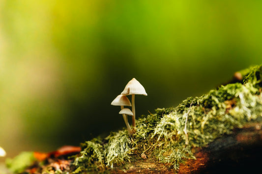 Are Mushroom Supplements Worth It? Benefits, Types & What to Know